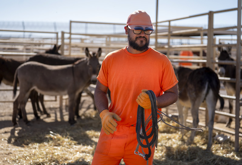 Juan V. and other trainers employ a “firm but fair” approach with the burros.