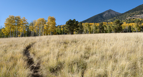 Tall grasses anchor a view of more aspens and the San Francisco Peaks. | Elias Butler
