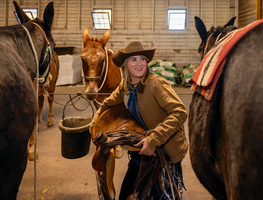 Kelbel saddles mules in the Mule Barn. Some 130 mules are used for pack trips and trail rides at the Canyon