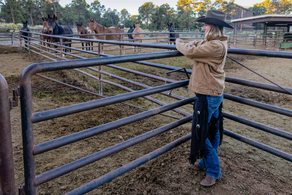 Outside the Mule Barn, Kelbel has a look at several of Xanterra’s mules. According to the company, more than 600,000 people have taken a mule ride at the Canyon.