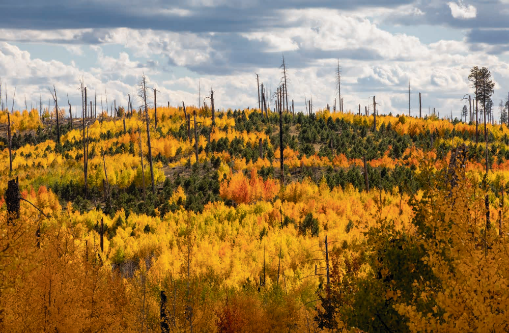 Another view of the Warm Fire scar shows young aspens and ponderosas amid burned trunks, illustrating the forest’s ability to heal after a wildfire.