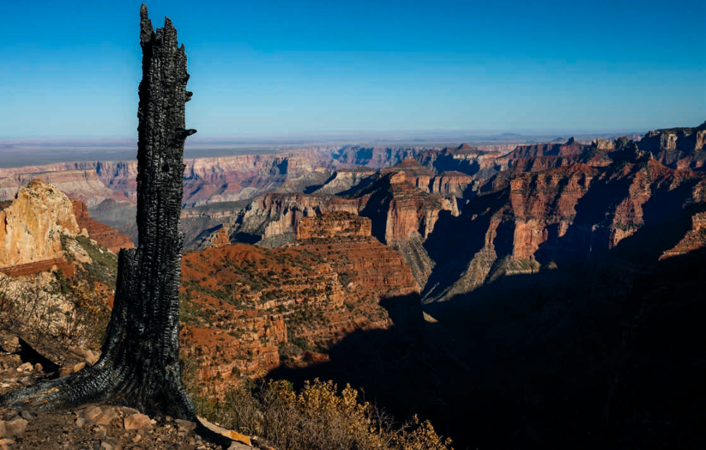 A tree stump, blackened by the Dragon Bravo Fire, punctuates a Canyon panorama from the Ken Patrick Trail. This view is from the reopened section of the trail, between Cape Royal Road and Point Imperial.