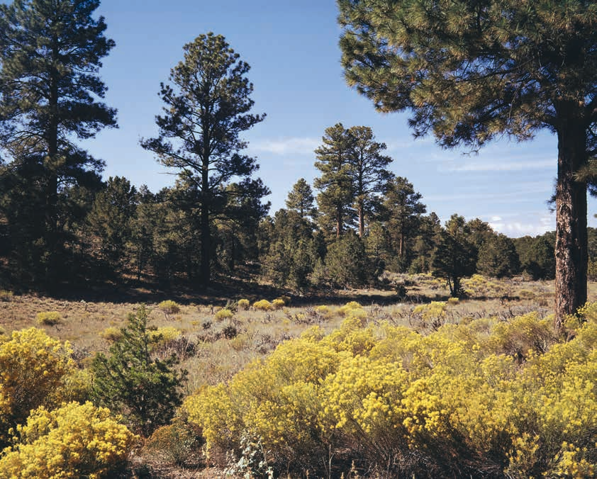 Summer blooms fill an open glade in the ponderosa pine forest along the South Rim of the Grand Canyon. This spot is along Desert View Drive, the section of State Route 64 between the Grand Canyon Visitor Center and Desert View Watchtower.