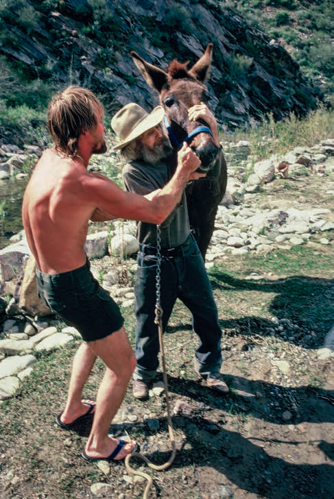 Prospector Curly McKibbey helps Gil administer deworming medicine to Judy. “We tried countless times, with no luck, to get the deworming medicine down the mules’ throats,” Gil recalls. “Curley did it in seven seconds.”