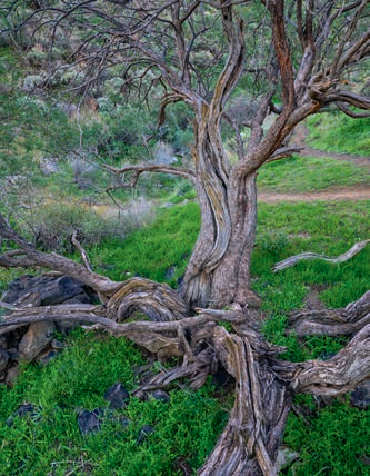 The trail’s namesake, an old mesquite tree, marks a sharp turn in the route