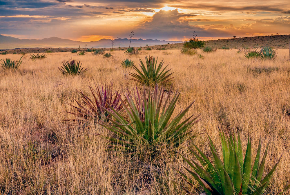 Multicolored agaves thrive in a windblown grassland at Sands Ranch, a conservation area near Sonoita, during a monsoon sunset. Acquired by Pima County in 2008, this historic ranch links several other conservation areas in Southern Arizona.