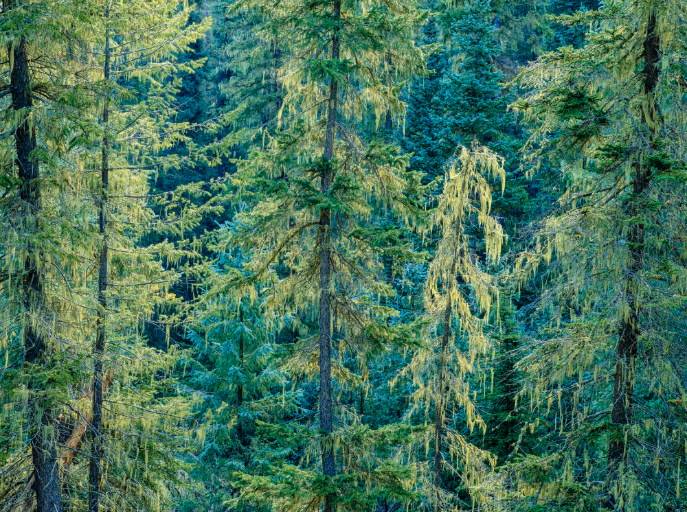 Spruce trees and other evergreens form a dense woodland in the Apache-Sitgreaves National Forests of Eastern Arizona. Formed via a 1974 merger, the forests cover some 2 million acres of land ranging in elevation from 3,500 to more than 11,000 feet.