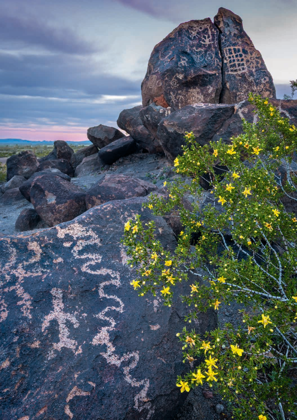 A large creosote bush accents a view of ancient rock art at Painted Rock Petroglyph Site, northwest of Gila Bend. Home to hundreds of petroglyphs, the site can be accessed via an easy drive north from Interstate 8. | Paul Gill