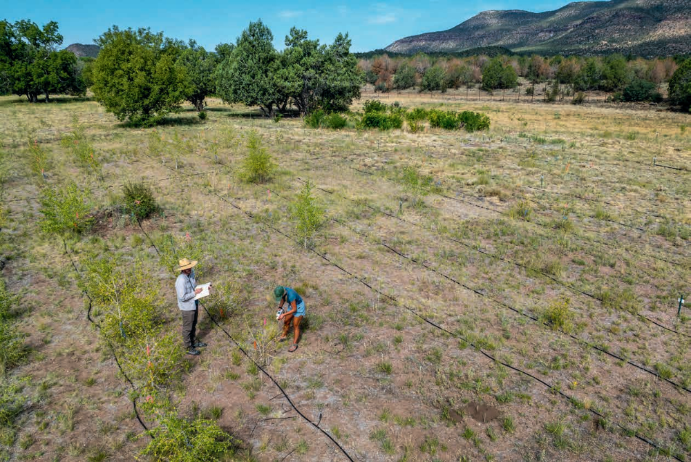 During the day, DBG scientists Brad Posch and Alexandra Schuessler record rates of cottonwood leaf water loss and leaf temperatures at the research site. | John Burcham