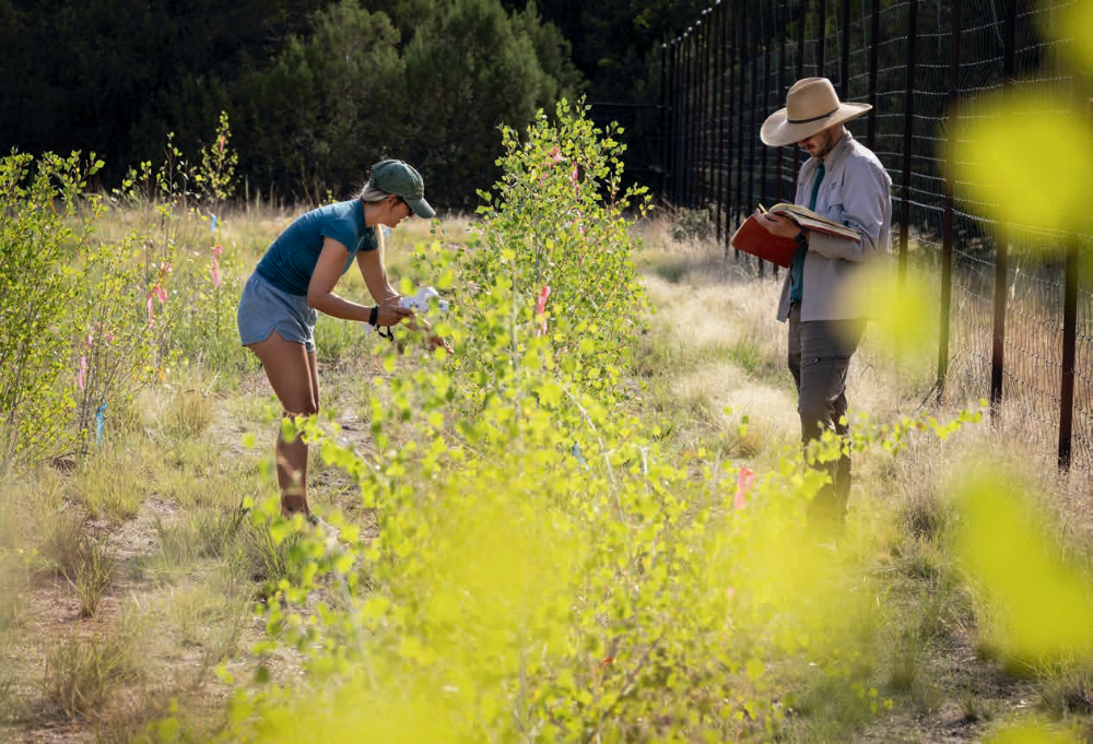 Schuessler and Posch take measurements from young cottonwoods at the research site, which is home to Fremont, narrowleaf and hybrid cottonwoods. | John Burcham