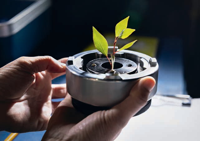 Another DBG scientist, Susan Bush, secures cottonwood leaves in a pressure chamber to assess the leaves’ water supply. |  John Burcham