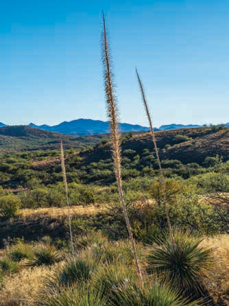 Elsewhere along the road, three sotol stalks reach skyward.