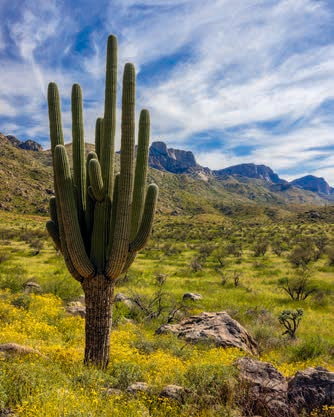 Brittlebush flowers and a mature saguaro punctuate a view of Pusch Ridge from the Canyon Loop Trail. | Jeff Maltzman