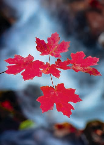 Claire Curran’s favorite fall photograph features a maple leaf on the Mogollon Rim.