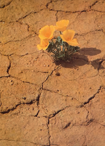 Esther Henderson’s favorite image is titled The Brave Poppy.