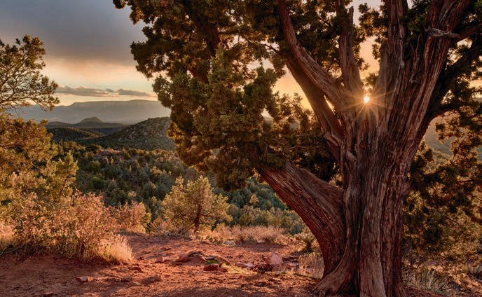 The sun drops behind a juniper along the Devil’s Bridge Trail. | Laurence Parent