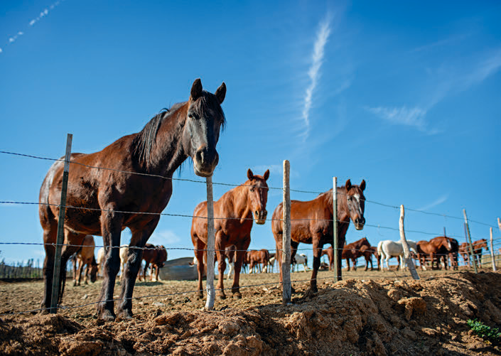Horsin’ Around Adventures offers riders a chance to explore the landscape on horseback. Between outings, the trail horses rest peacefully in the late-afternoon sun.