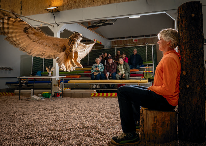 Visitor Jeff Trejbal gets up close and personal with Garfunkel, the Eurasian eagle-owl, at the White Mountain Nature Center’s raptor flight show.