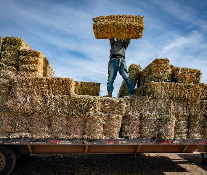 A member of the Navajo Nation unloads hay for livestock.