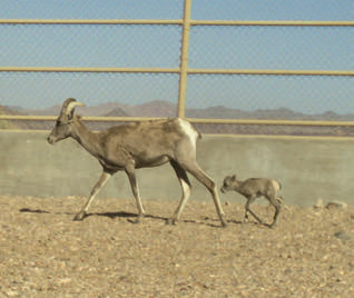 A desert bighorn ewe and lamb cross U.S. Route 93 in this photograph, which was made with a camera trap. | COURTESY ARIZONA GAME AND FISH DEPARTMENT