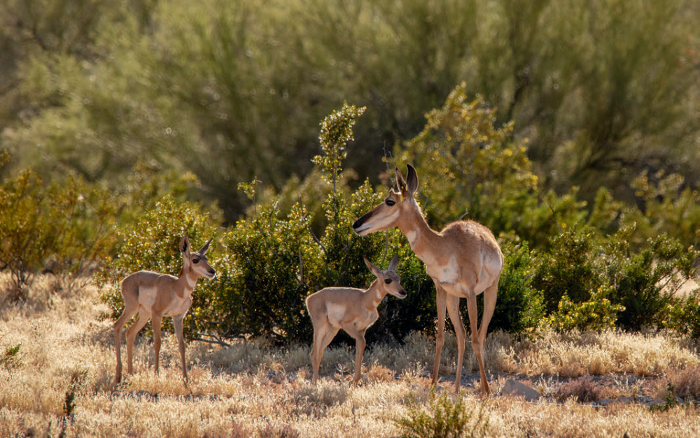 A Sonoran pronghorn doe and her fawns graze at Buenos Aires National Wildlife Refuge. | Bruce D. Taubert