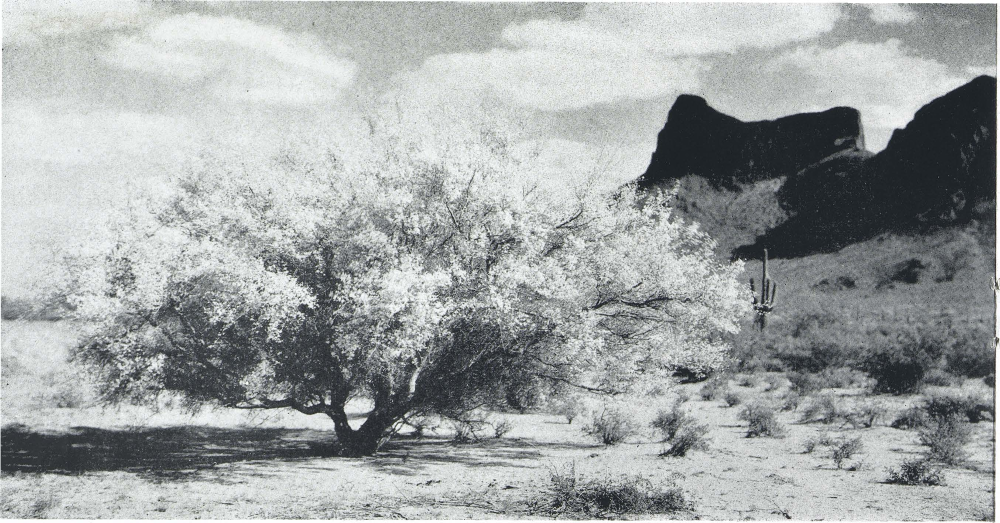 Palo Verde in bloom on the Arizona Desert.