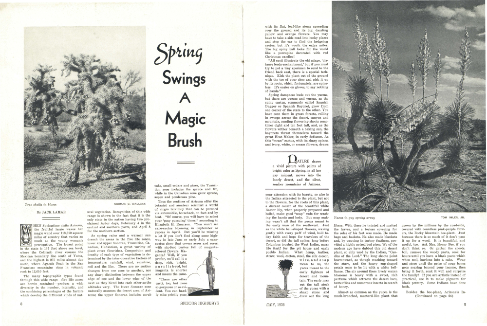 Tree cholla in bloom