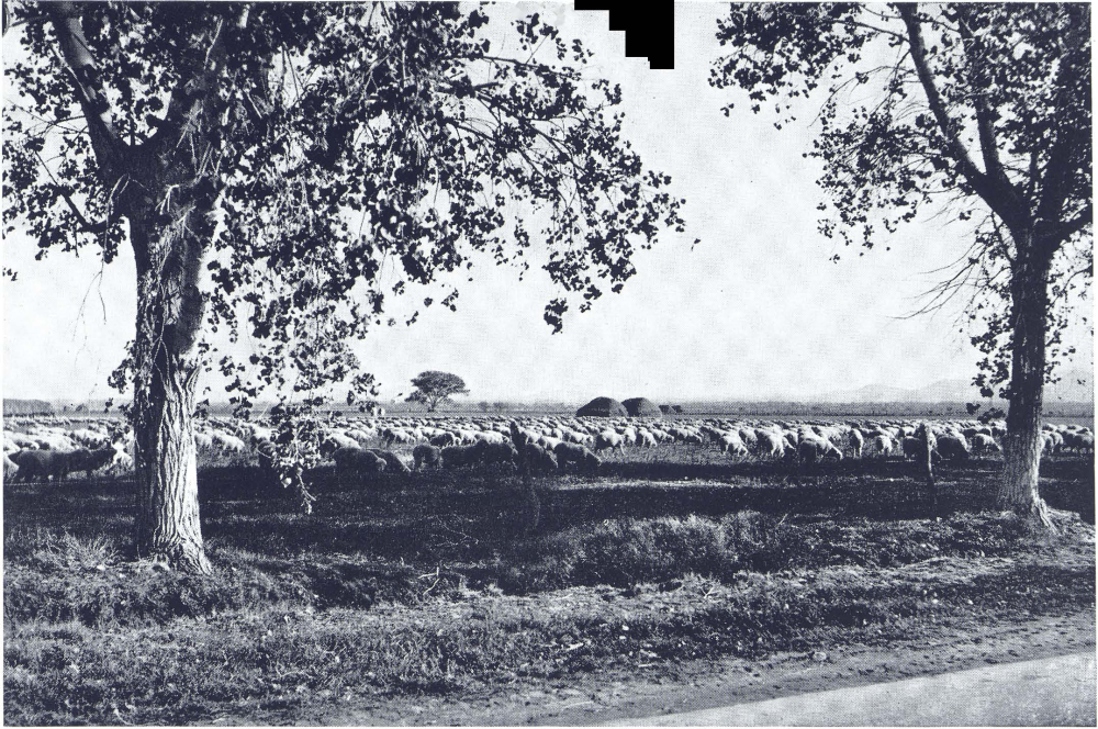 GRAZING SHEEP