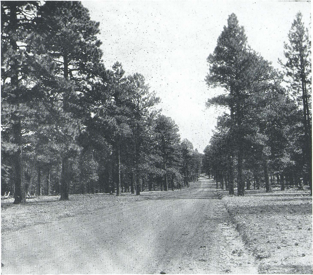 Roadside Sentinels