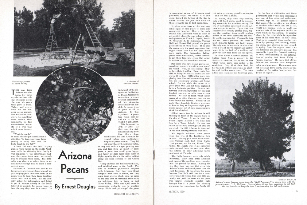 Harvesting pecans in Yuma valley.