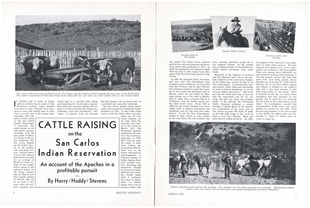 Fine stock cattle have been purchased by the San Carlos Apache Indians to lend strength and new vigor to the Tribal herd. The Apache reservation derived more funds from cattle sold last year than any other Indian tribe in the United States.