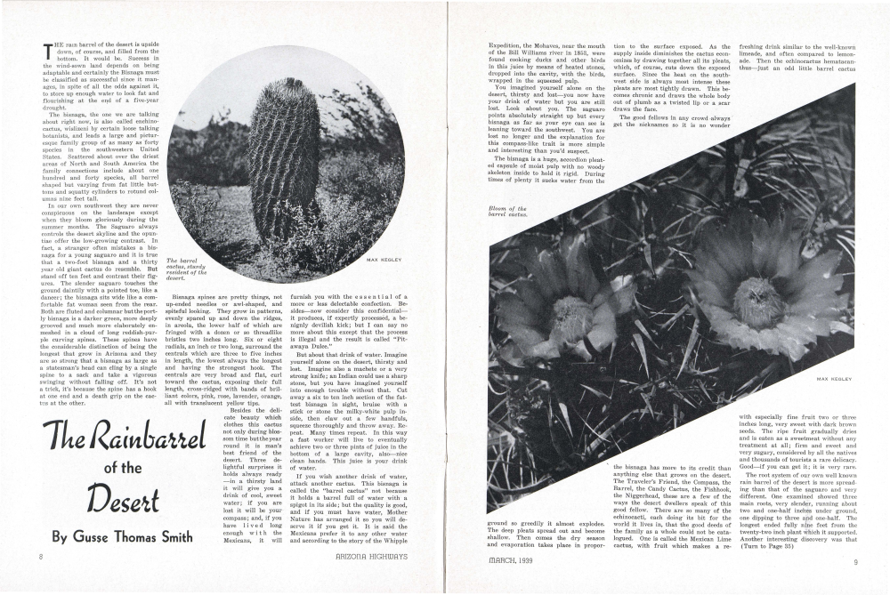 The barrel cactus, sturdy resident of the desert.