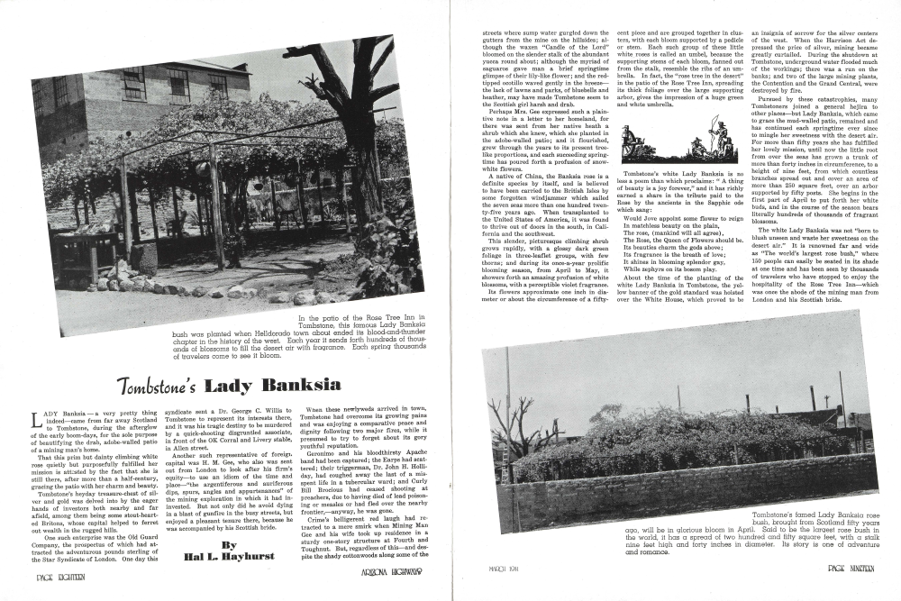 In the patio of the Rose Tree Inn in Tombstone, this famous Lady Banksia bush was planted when Helldorado town about ended its blood-and-thunder chapter in the history of the west.