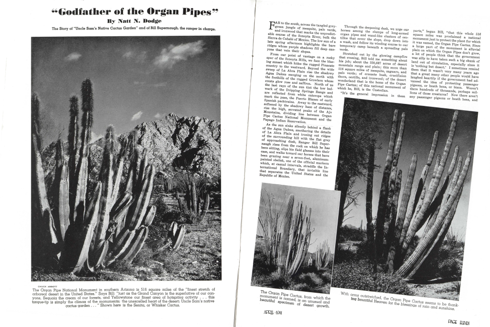 Shown here is the Senita, or Whisker Cactus.