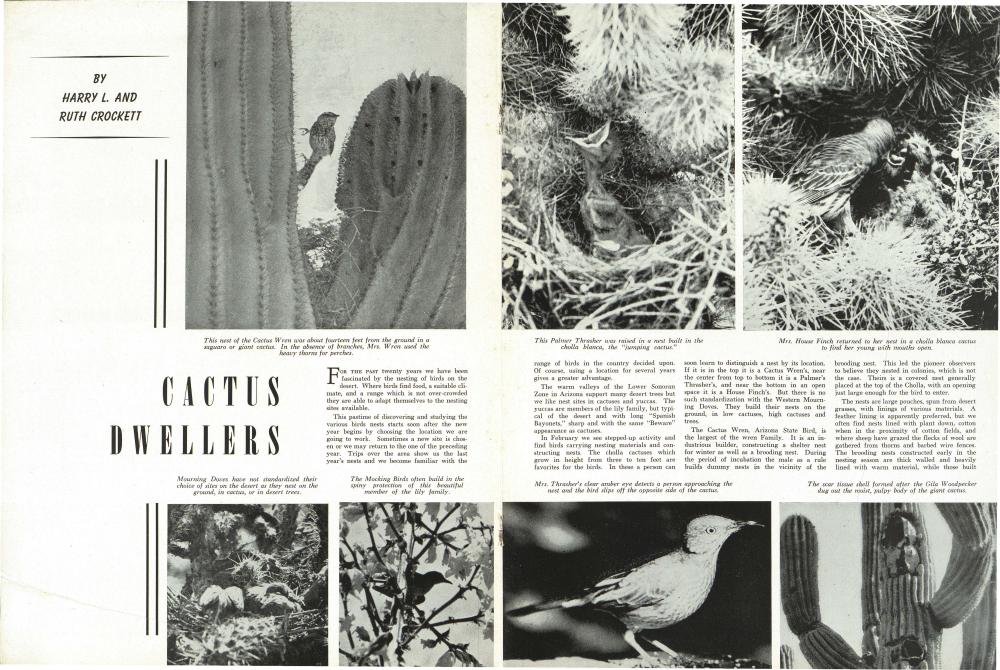 This nest of the Cactus Wren was about fourteen feet from the ground in a saguaro or giant cactus. In the absence of branches, Mrs. Wren used the heavy thorns for perches.