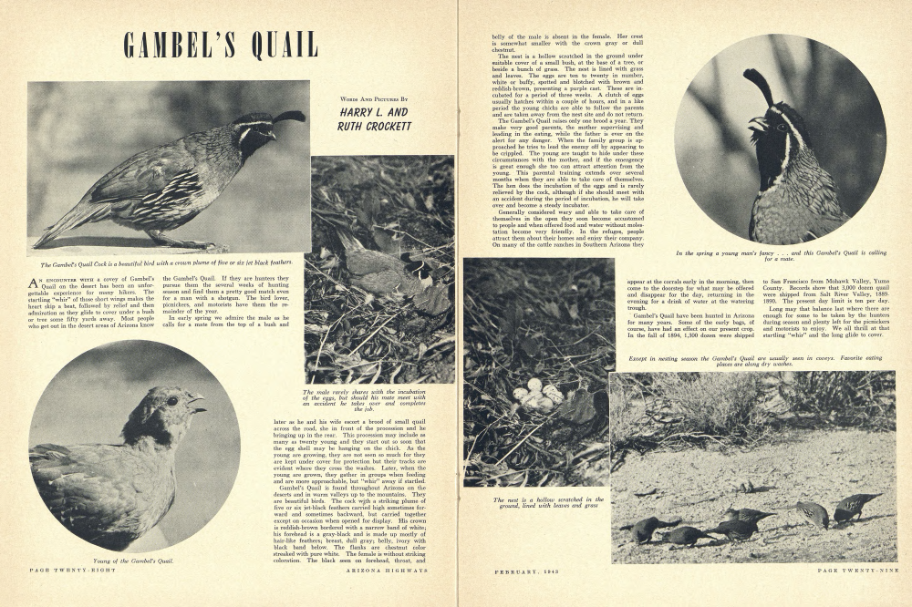 The Gambel's Quail Cock is a beautiful bird with a crown plume of five or six jet black feathers.