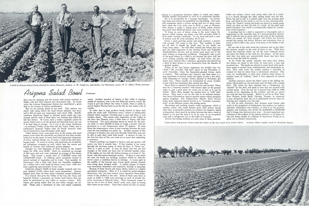 A field of Arizona lettuce being admired by James Hannum, zanjero; A. W. Leifgreen, seed dealer; Joe Palmisano, owner; W. E. (Billy) Wells, foreman
