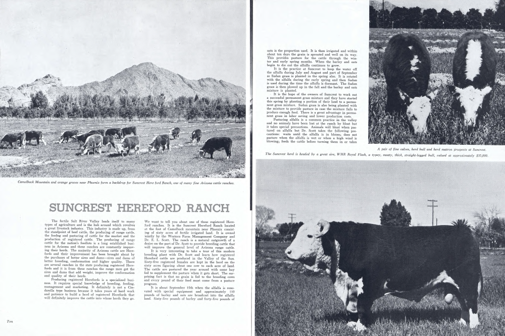 Camelback Mountain and orange groves near Phoenix form a backdrop for Suncrest Here ford Ranch, one of many fine Arizona cattle ranches.