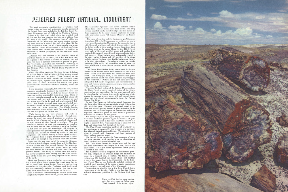These petrified logs, in some pre-historic day, were parts of living trees.