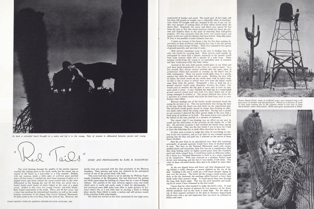 At dusk a red-tailed hawk brought in a snake and fed it to the young. Part of serpent is silhouetted between parent and young.