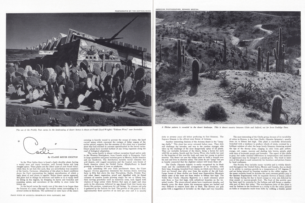 The use of the Prickly Pear cactus in the landscaping of desert homes is shown at Frank Lloyd Wright's "Taliesen West," near Scottsdale.