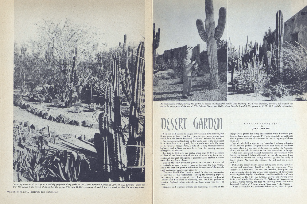 Dozens of varieties of cacti grow in orderly profusion along paths in the Desert Botanical Garden of Arizona, near Phoenix. Since the War, this garden is the largest of its kind in the world. There are 10,000 specimens of varied desert growth in this 306 acre enclosure.