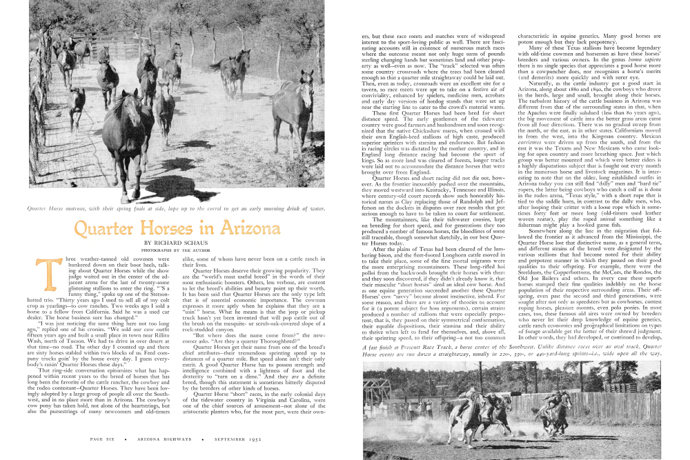 Quarter Horse matrons, with their spring foals at side, lope up to the corral to get an early morning drink of water.