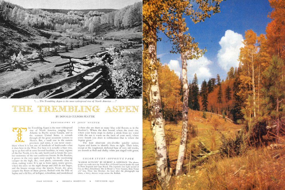 THE TREMBLING ASPEN | Arizona Highways