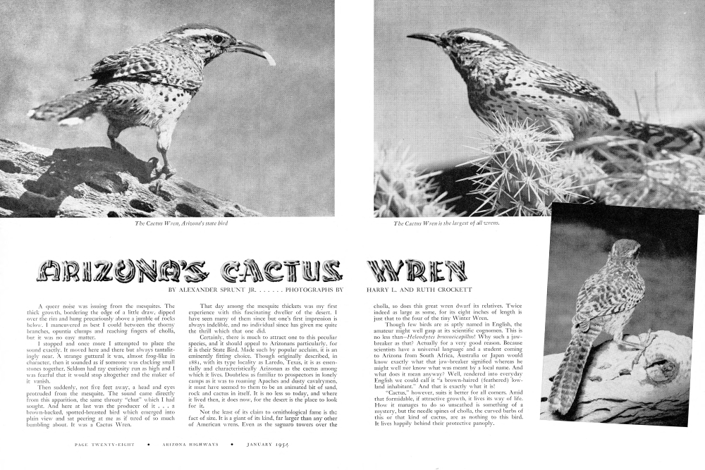 The Cactus Wren, Arizona's state bird