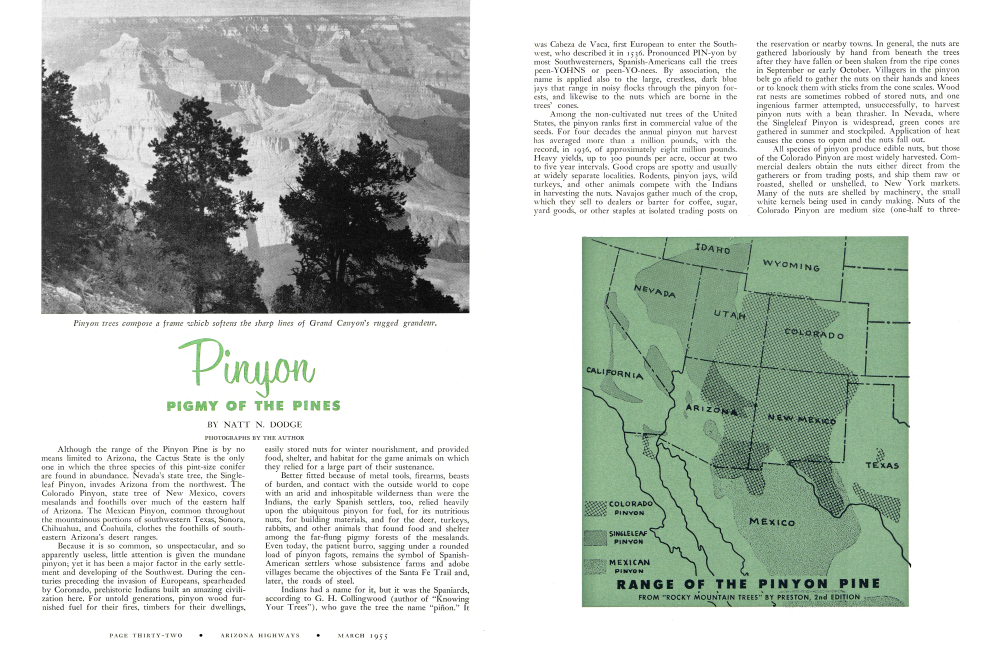 Pinyon trees compose a frame which softens the sharp lines of Grand Canyon's rugged grandeur.