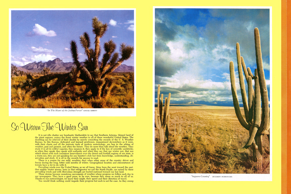 "In The Heart of the Joshua Forest"