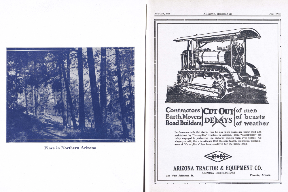 Pines in Northern Arizona