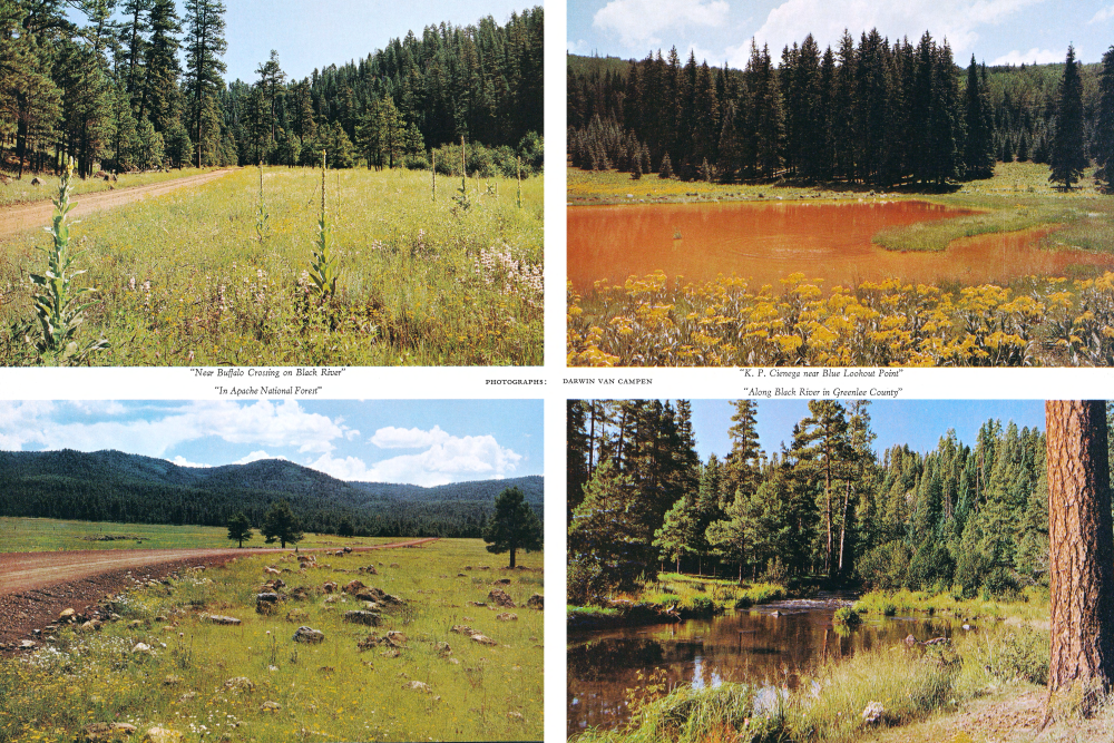 "Near Buffalo Crossing on Black River"
"In Apache National Forest"