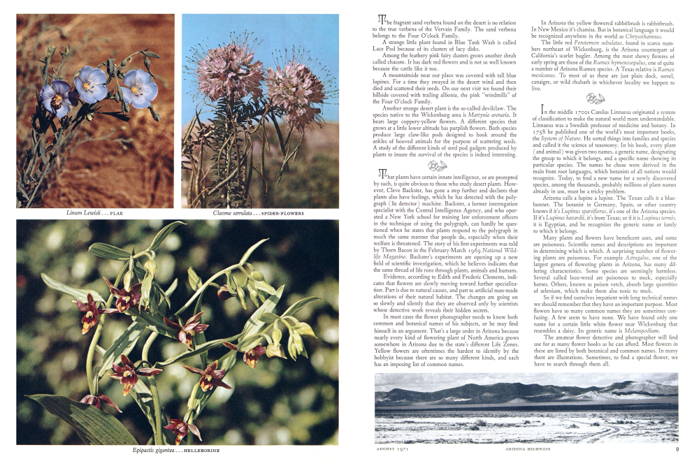 Linum Lewisii ... FLAX